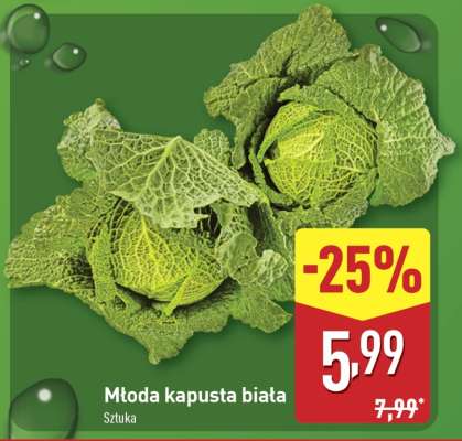 Młoda kapusta biała