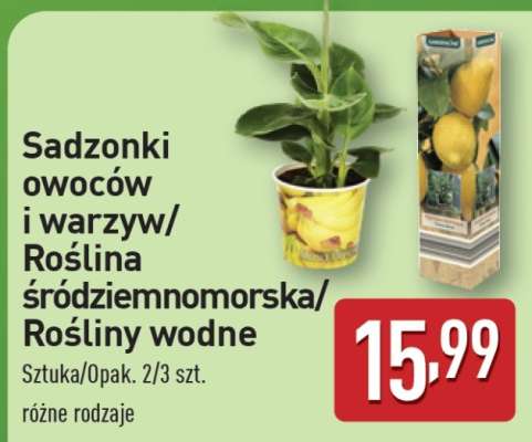 Sadzonki owoców i warzyw/Roślina śródziemnomorska/Rośliny wodne