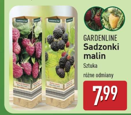 GARDENLINE Sadzonki malin