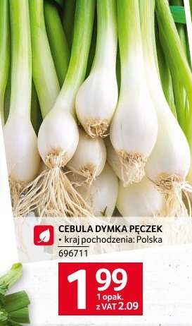 Cebula dymka pęczek
