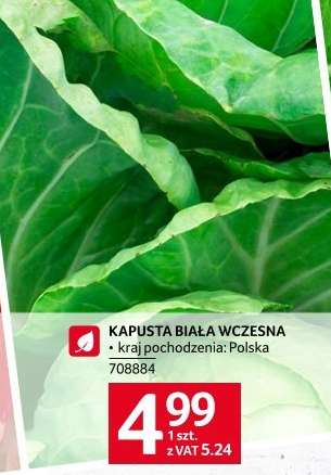 Kapusta biała wczesna