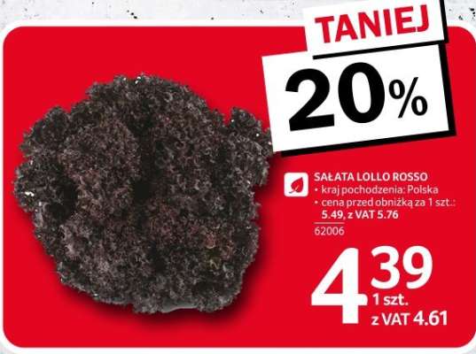 Sałata Lollo Rosso