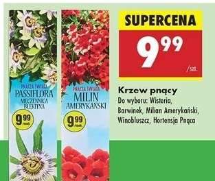 Krzew pnący
