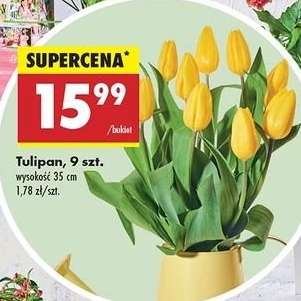Tulipan, 9 szt.