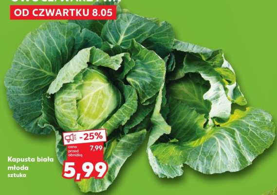 Kapusta biała młoda sztuka