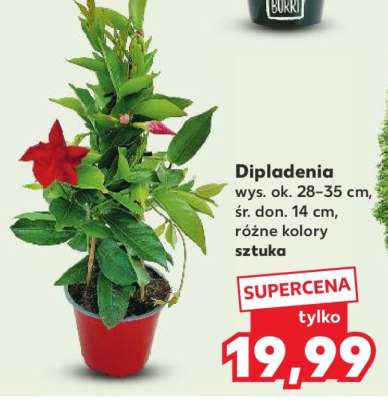 Dipladenia
