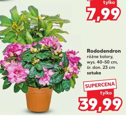 Rododendron