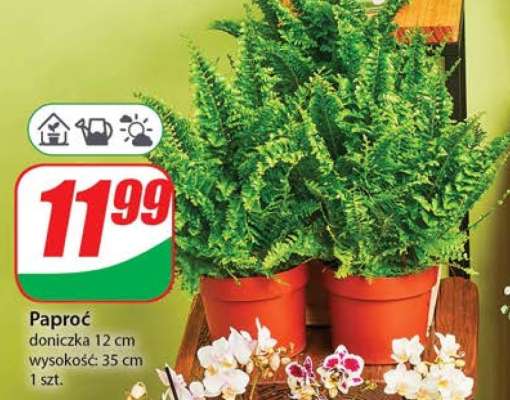 Paproć