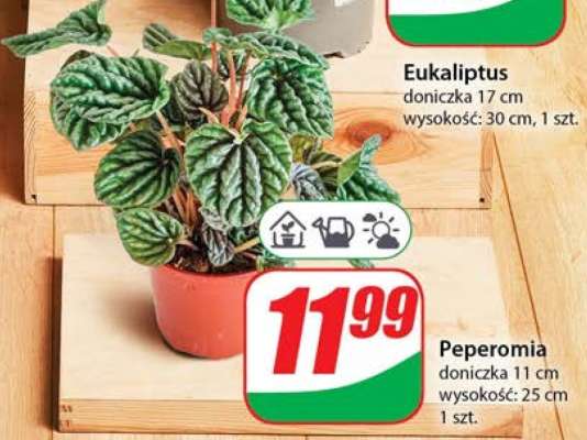 Peperomia