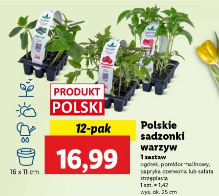 Polskie sadzonki warzyw