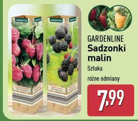 GARDENLINE Sadzonki malin