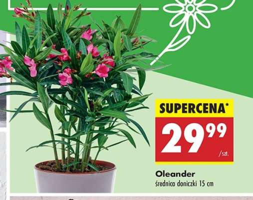 Oleander