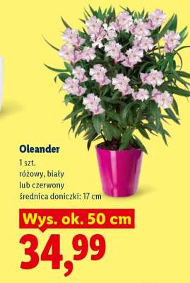 Oleander