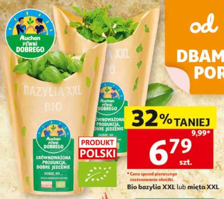 Bio bazylia XXL lub mięta XXL