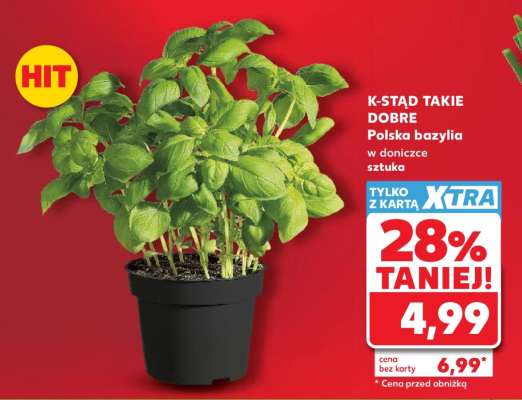 Polska bazylia w doniczce