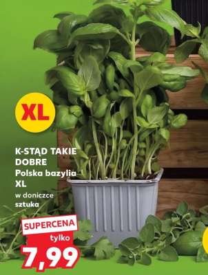 Polska bazylia XL