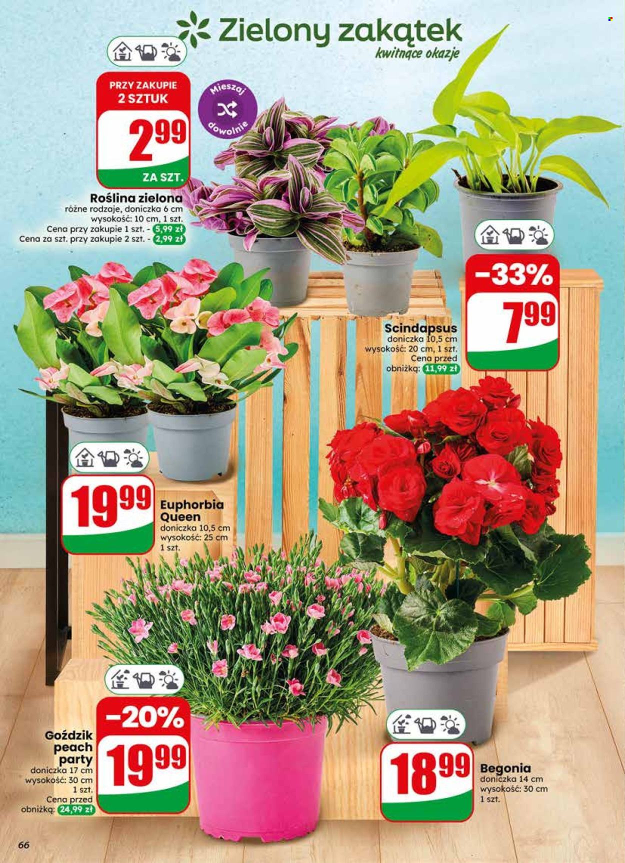 Gazetka Dino - 10.6.2026. - 16.6.2026.. Strona 66