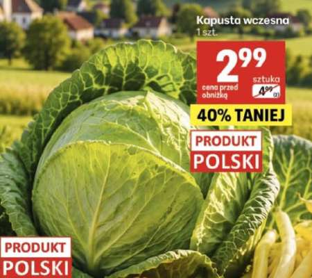 Kapusta wczesna
