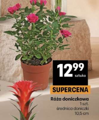 Róża doniczkowa