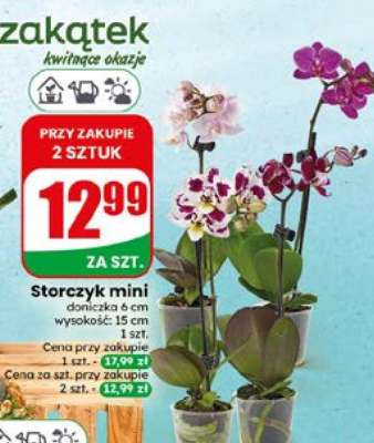 Storczyk mini*