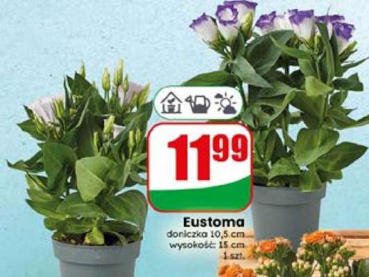 Eustoma