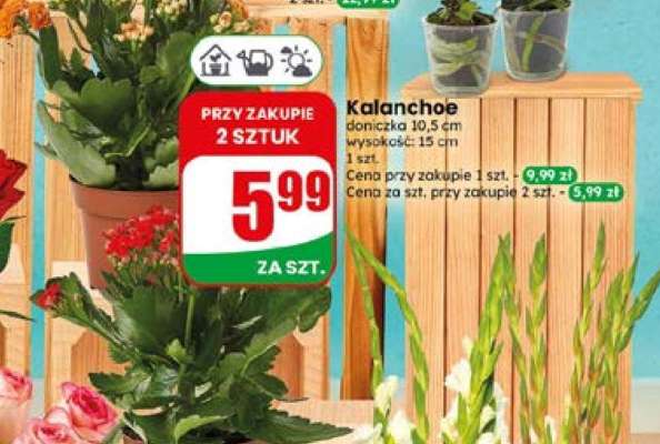 Kalanchoe*