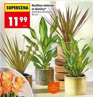 Roślina zielona w donicy