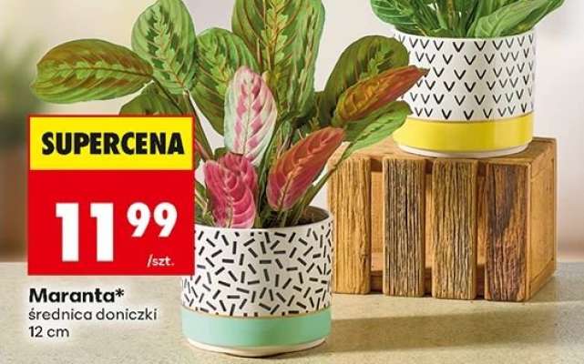 Maranta