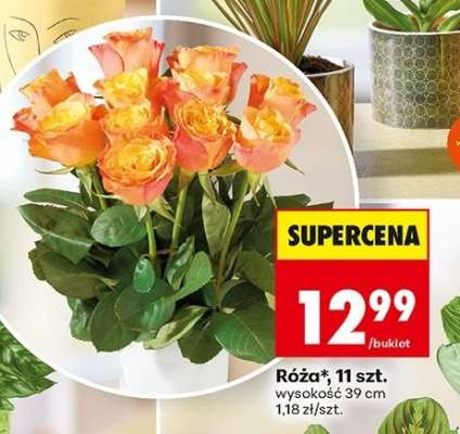 Róża 11 szt