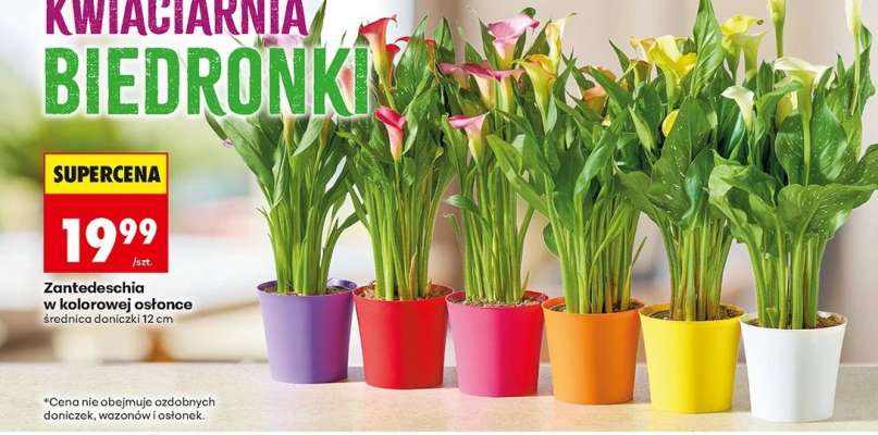 Zantedeschia w kolorowej osłonce