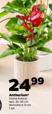 Anthurium