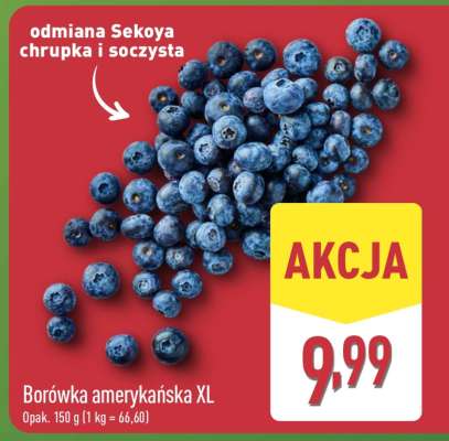 Borówka amerykańska XL
