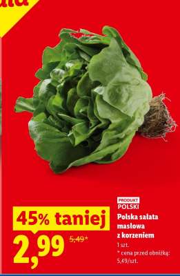 Polska sałata masłowa z korzeniem