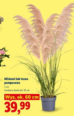 Miskant lub trawa pampasowa