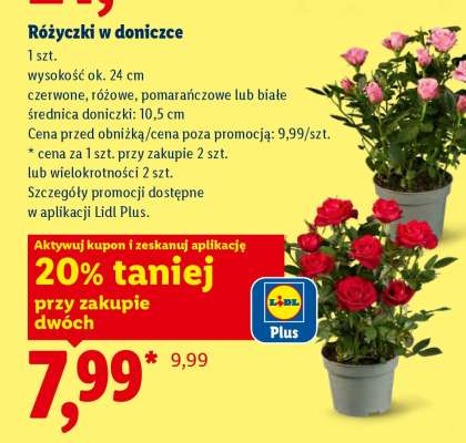 Różyczki w doniczce*
