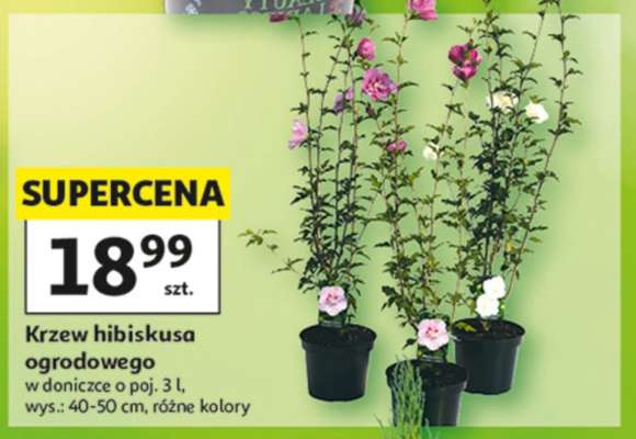 Krzew Hibiskusa ogrodowego