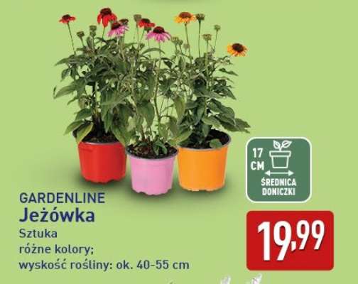 GARDENLINE Jeżówka