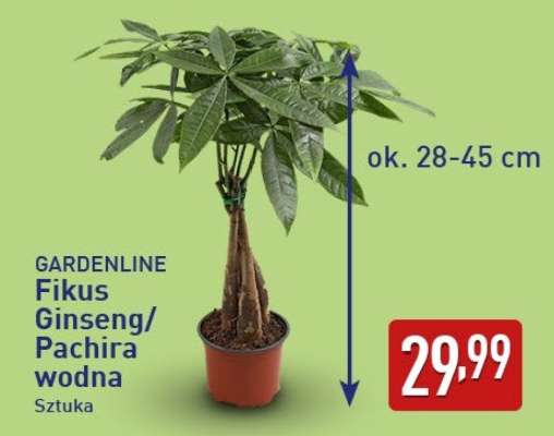 GARDENLINE Fikus Ginseng/Pachira wodna