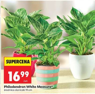 Philodendron White Measure