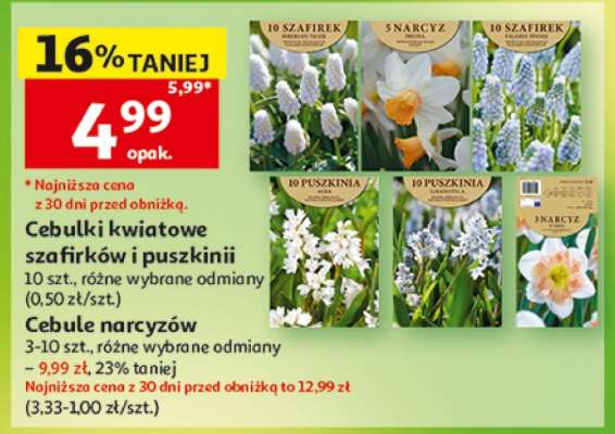 Cebulki kwiatowe szafirków i puszkinii