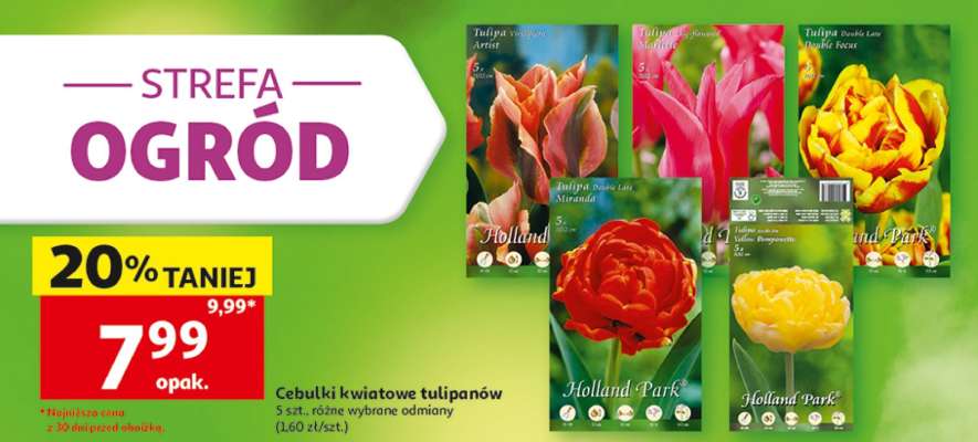 Cebulki kwiatowe tulipanów