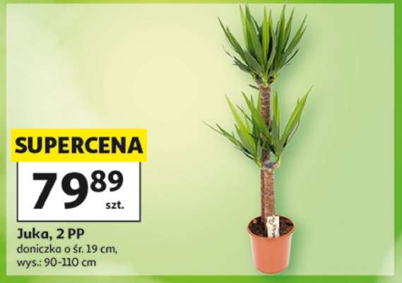 Juka, 2 PP