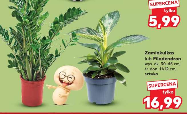 Zamiokulkas lub Filodendron
