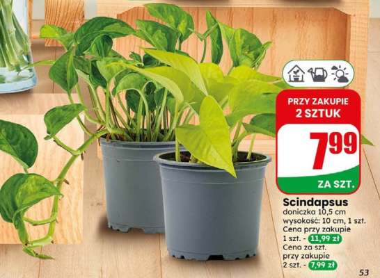 Scindapsus