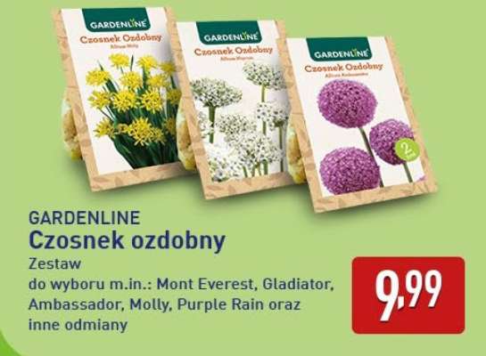GARDENLINE Czosnek ozdobny