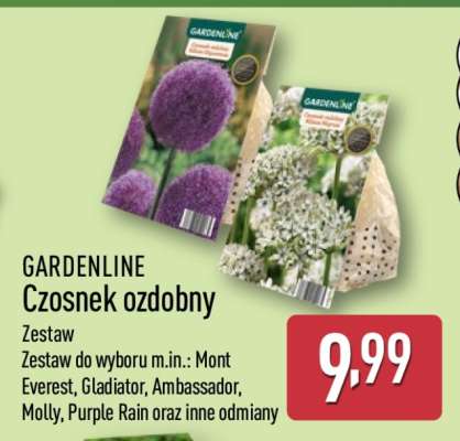 GARDENLINE Czosnek ozdobny