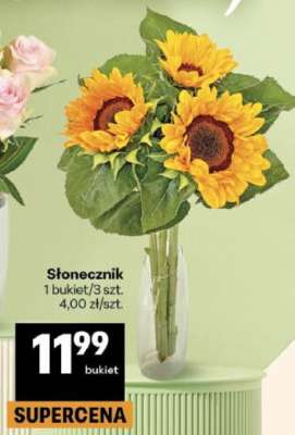 Słonecznik*