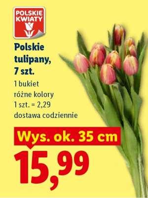 Polskie tulipany, 7 szt.