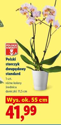 Polski storczyk dwupędowy standard