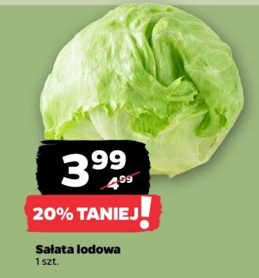 Sałata lodowa